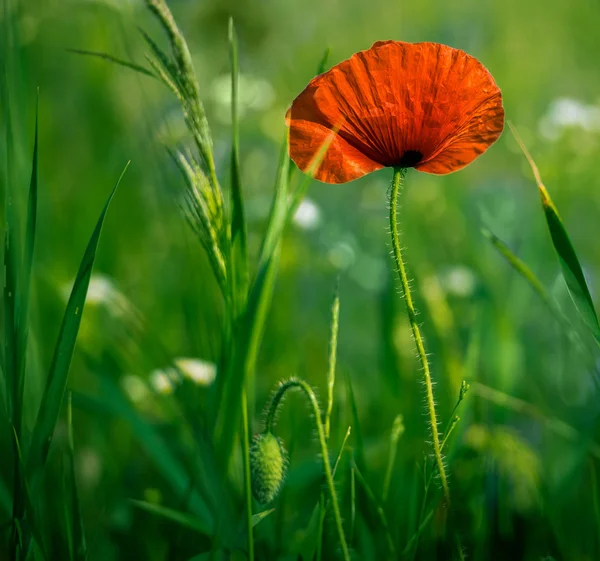 Superbe champ de pavot — Photo