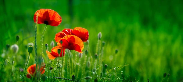 Amazing poppy field — Stock Photo, Image