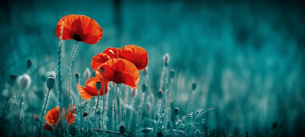 Incredibile campo di papavero — Foto Stock