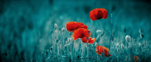 Incredibile campo di papavero — Foto Stock