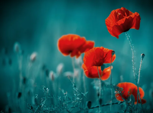 Incredibile campo di papavero — Foto Stock