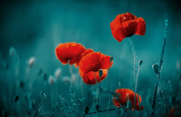 Incredibile campo di papavero — Foto Stock