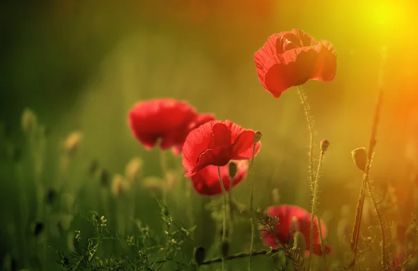 Incredibile campo di papavero — Foto Stock