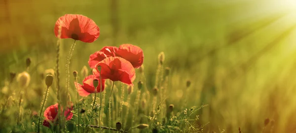 Incredibile campo di papavero — Foto Stock