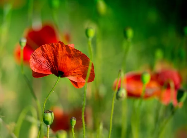 Incredibile campo di papavero — Foto Stock