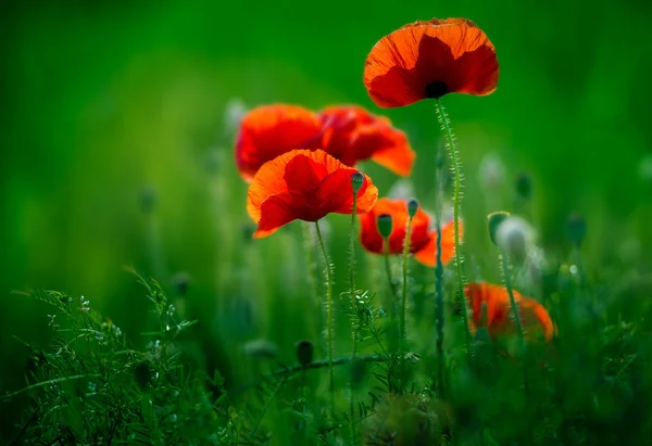 Incredibile campo di papavero — Foto Stock