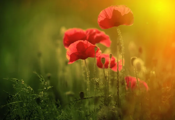 Amazing poppy field — Stock Photo, Image