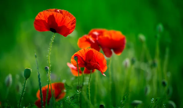 Incredibile campo di papavero — Foto Stock