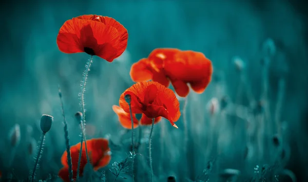 Amazing poppy field — Stock Photo, Image