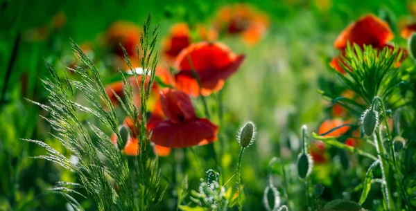 Incredibile campo di papavero — Foto Stock