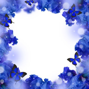  İnanılmaz arka plan taze Iris çiçeklerle su damlaları 