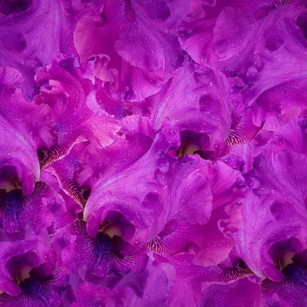 Úžasné pozadí svěží iris květiny kapkami vody — Stock fotografie