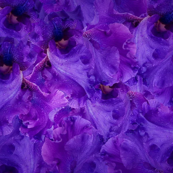 Increíble fondo flores de iris fresco con gotas de agua —  Fotos de Stock