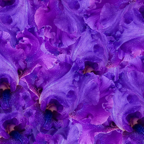 Fundo incrível flores de íris frescas com gotas de água — Fotografia de Stock