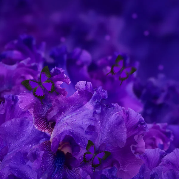 Amazing background fresh iris flowers with water drops — Stock Photo, Image