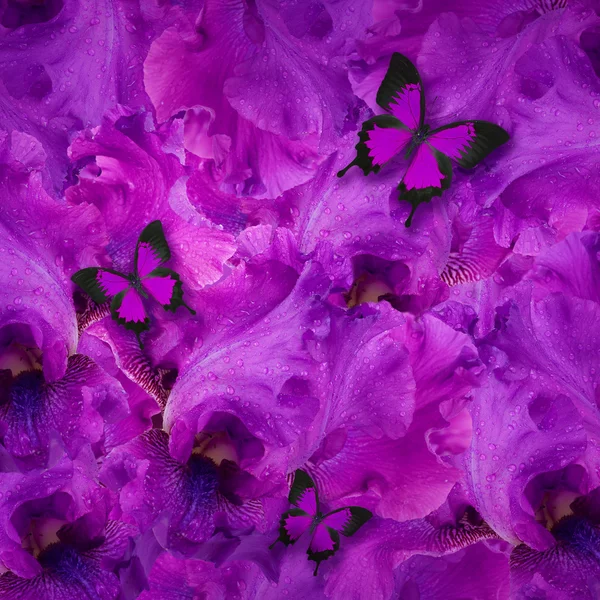 Increíble fondo flores de iris fresco con gotas de agua —  Fotos de Stock