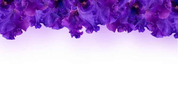 Úžasné pozadí svěží iris květiny kapkami vody — Stock fotografie