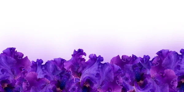 Amazing background fresh iris flowers with water drops — Stock Photo, Image