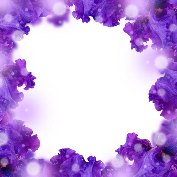Erstaunliche Hintergrund frische Irisblumen mit Wassertropfen — Stockfoto