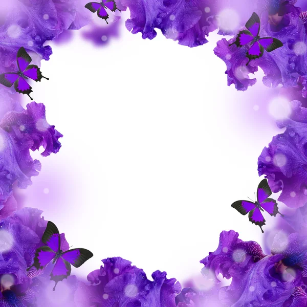 Amazing background fresh iris flowers with water drops — Stock Photo, Image