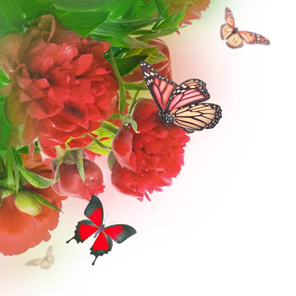 Peonies and butterfly — Stock Photo, Image