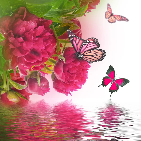 Roze pioenrozen en vlinder — Stockfoto