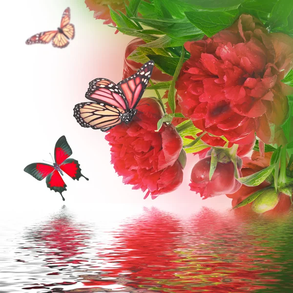 Piwonie i motyl — Zdjęcie stockowe