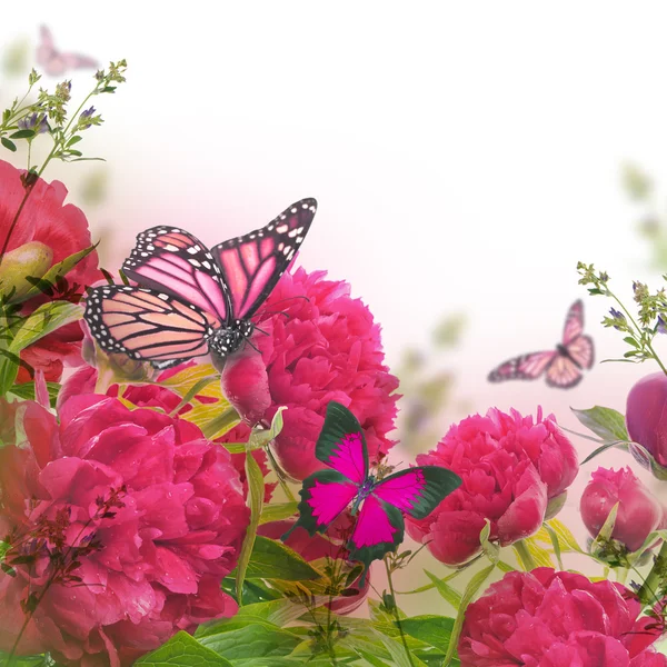 Peónias cor-de-rosa e borboleta — Fotografia de Stock