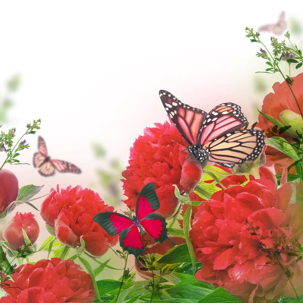 Pfingstrosen und Schmetterling — Stockfoto