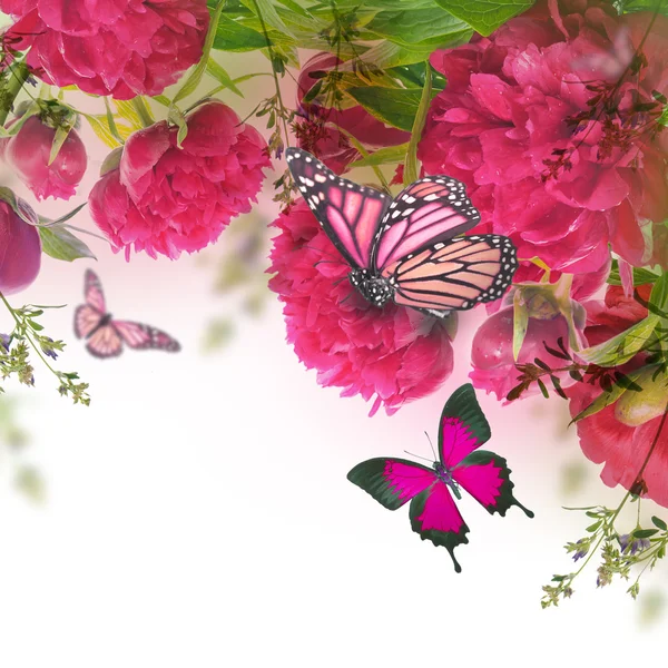 Peónias cor-de-rosa e borboleta — Fotografia de Stock