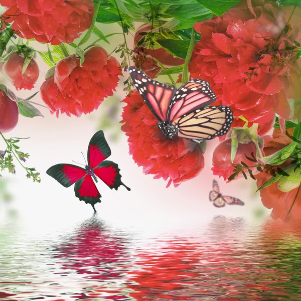 Peonies and butterfly — Stock Photo, Image