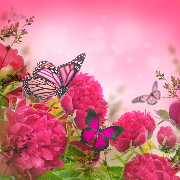 Розовые пионы и бабочка — стоковое фото