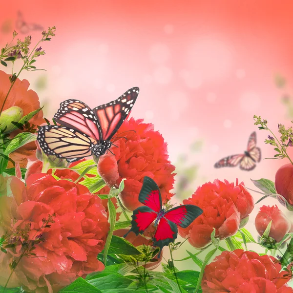 Pfingstrosen und Schmetterling — Stockfoto