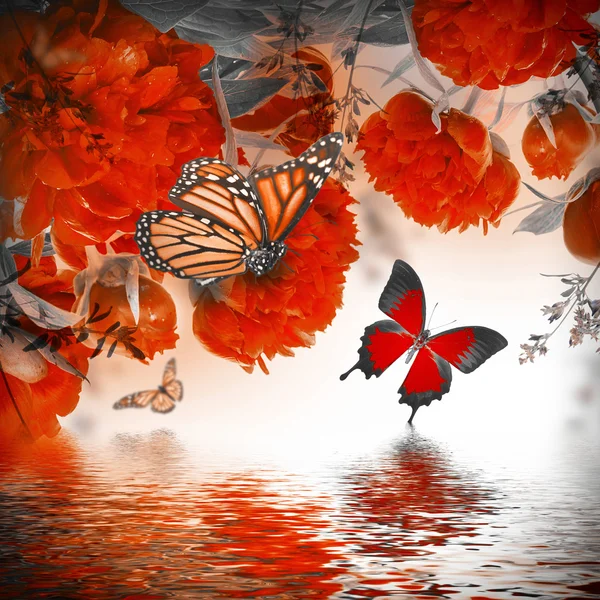 Pioenrozen en vlinder — Stockfoto