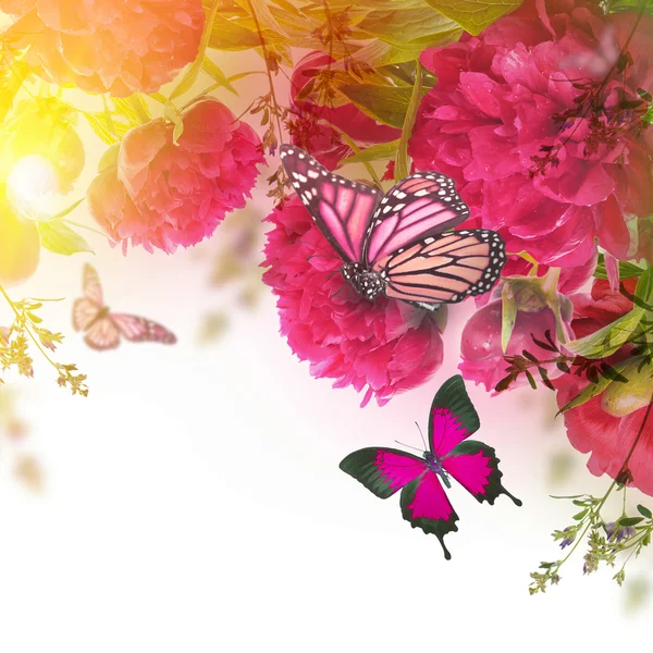 Pink peonies and butterfly — Stock Photo, Image