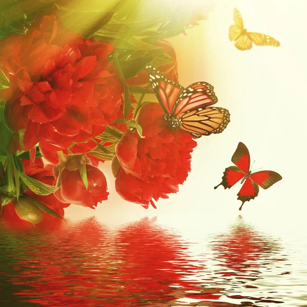 牡丹と蝶 — ストック写真