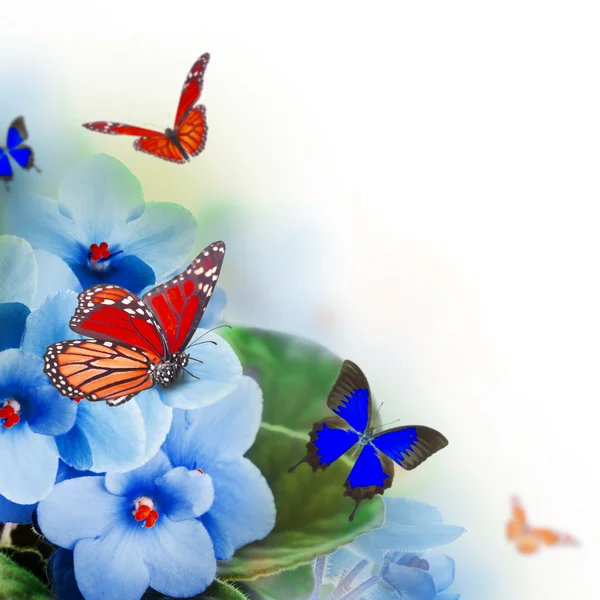 Весенние фиалки и бабочки — стоковое фото