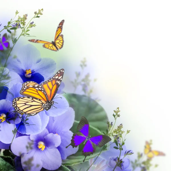 Violetas de primavera e borboleta — Fotografia de Stock