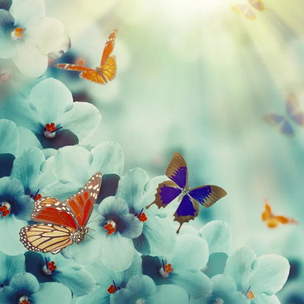 Violettes de printemps et papillon — Photo