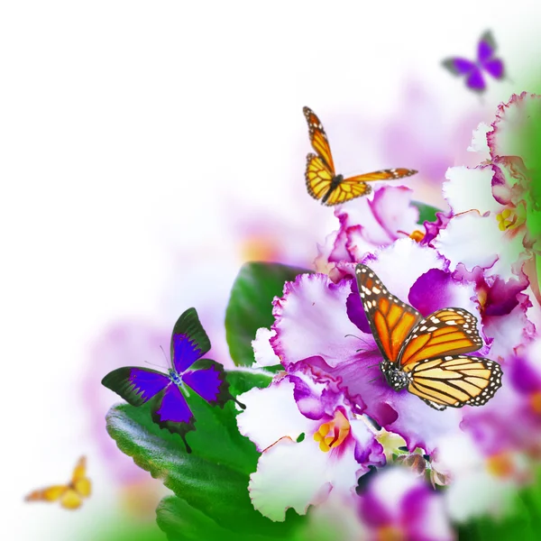 Viole primaverili e farfalla — Foto Stock