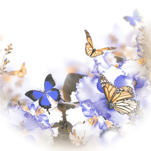 Spring violets and butterfly — Stock Photo, Image