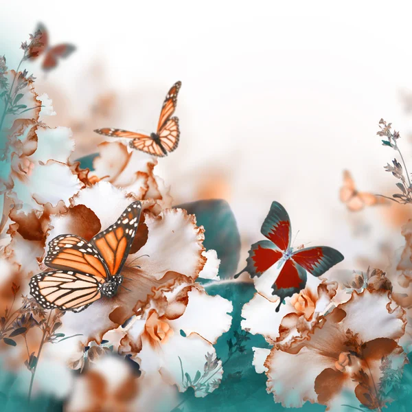 Весняні фіалки та метелики — стокове фото