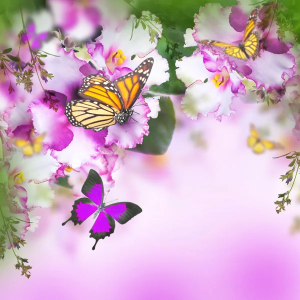 Jarní fialky a motýl — Stock fotografie