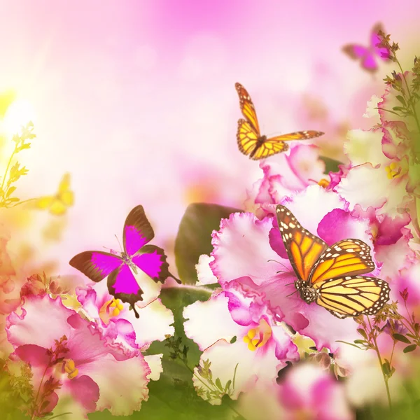 Spring violets and butterfly — Stock Photo, Image