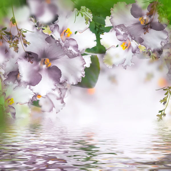 春紫罗兰 — 图库照片