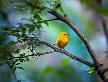 Yellow bird clipart