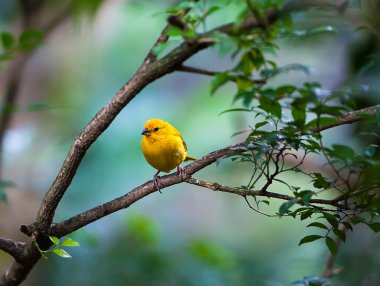 Yellow bird clipart