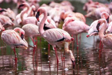 pink flamingos bir sürü