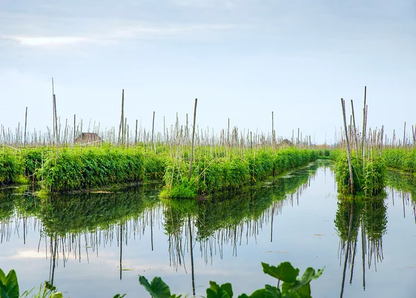 Drijvende tuinen — Stockfoto