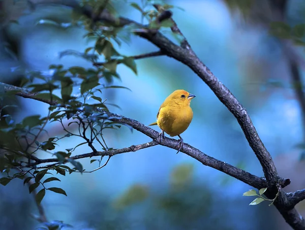 Yellow bird — Stock Photo, Image